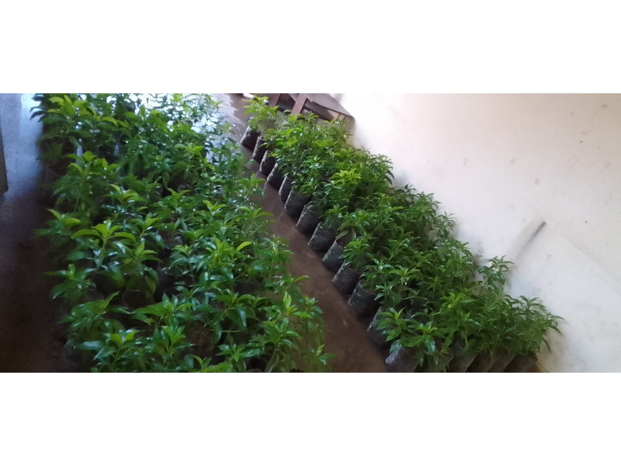 Plantas artesanales de myoporum siempreverdes para cerco en oferta $3000 c/u.