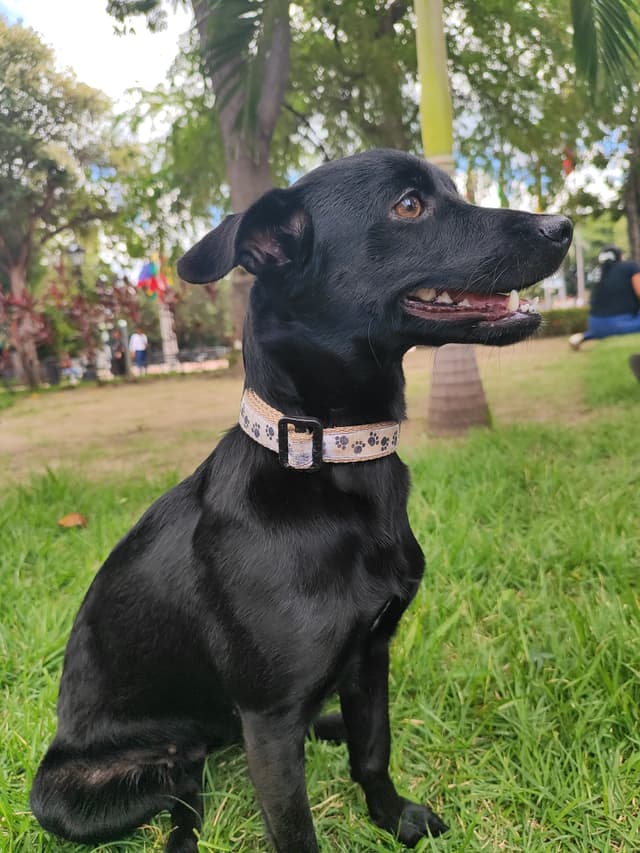 Aveo sin llorarle nada