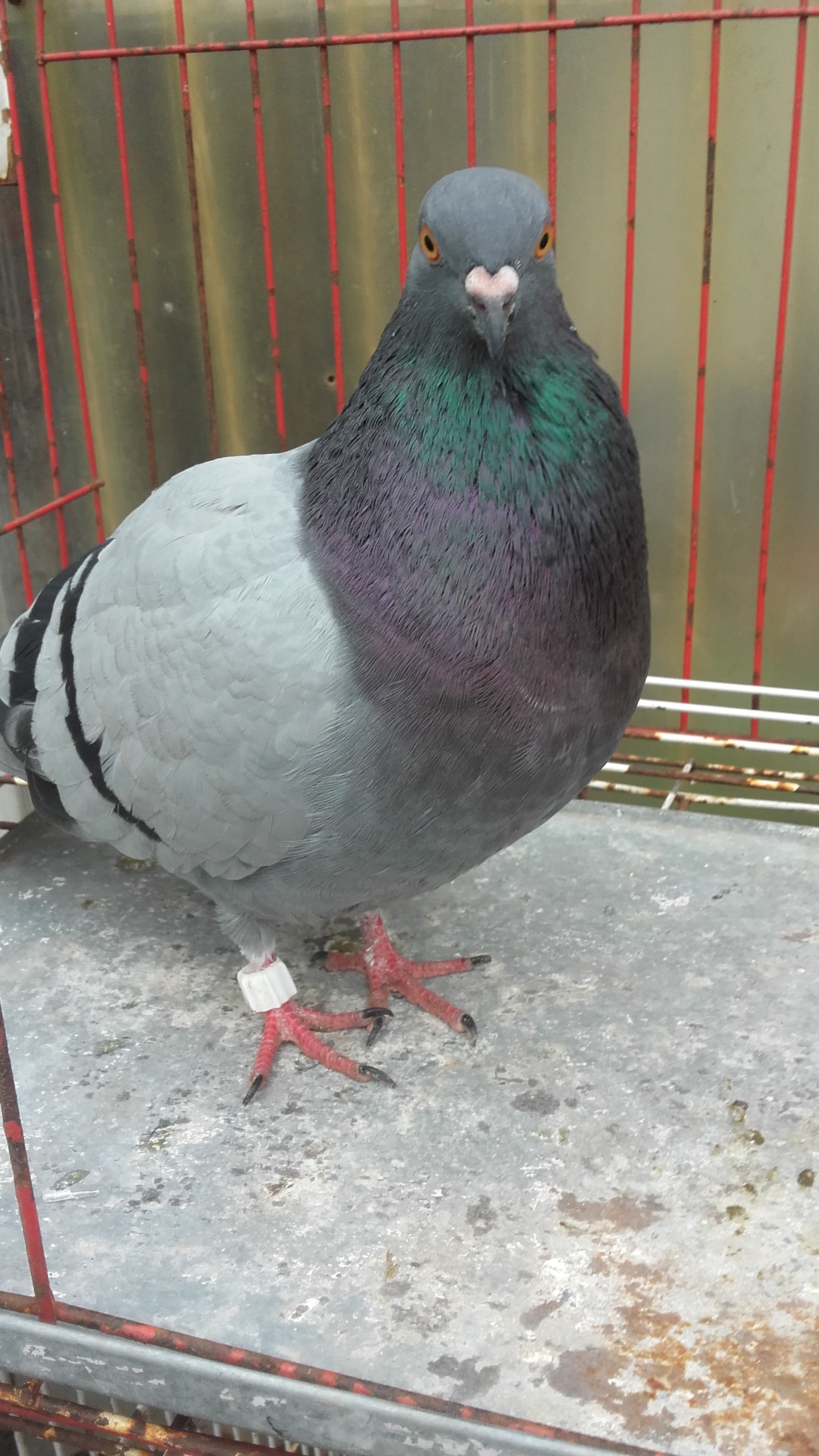 Palomo (macho) 5 meses