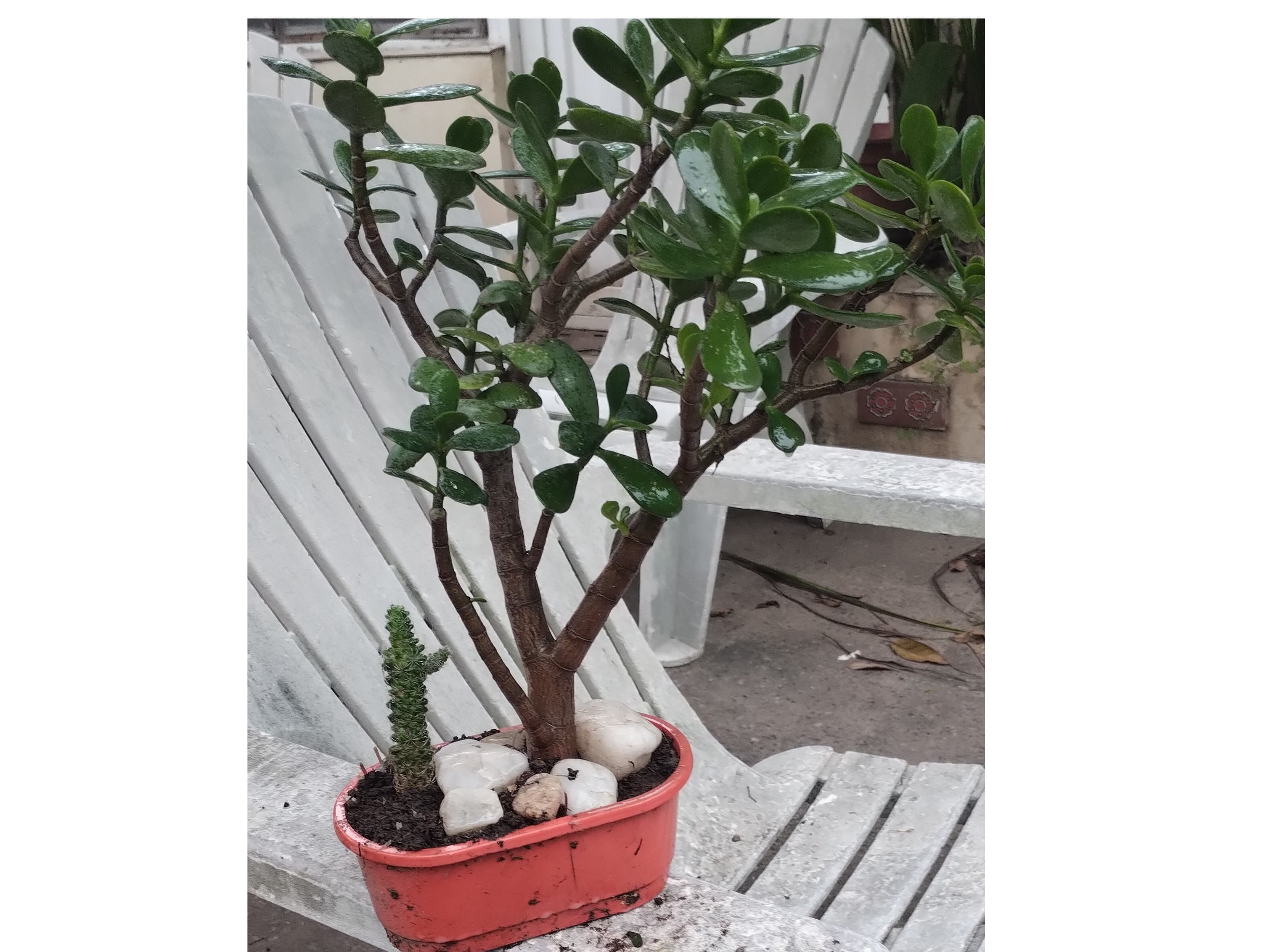 Árbol de Jade con cactus 🌵 maceta🪴 y cuarzos