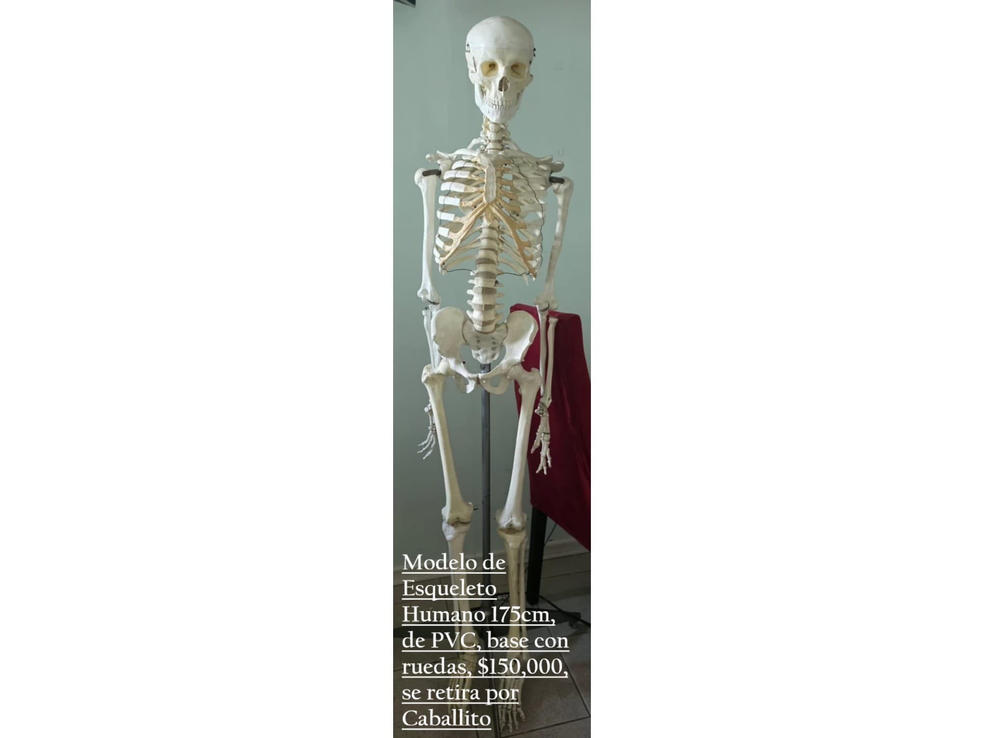 Modelo de Esqueleto Humano 175cm, de PVC, base con ruedas, $150,000, se retira por Caballito